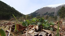 Jordbærplante (Foto: Øyvind Berge Sæbjørnsen/NRK) Jordbærplante (Foto: Øyvind Berge Sæbjørnsen/NRK)