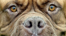 Hund (Foto: MARTIN MEISSNER/AP) Hund (Foto: MARTIN MEISSNER/AP)