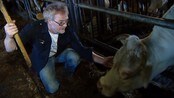 Flystøy truer husdyrhold - På Ørland vil flystøyen tvinge folk fra gårdene sine når kampflybasen står klar. Nå frykter de at støyen også vil gjøre det umulig å la husdyra bli igjen.

