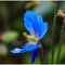 Blomst fra Svinviks Arboret i Todalen 
