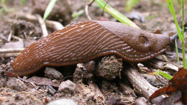 Iberiaskogsnegl (Foto: Arild Andersen/Bioforsk)