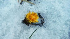 Vårtegn i Sør-Trøndelag i januar (Foto: Inger Gundbjørg Marie Klungervik) Vårtegn i Sør-Trøndelag i januar (Foto: Inger Gundbjørg Marie Klungervik)