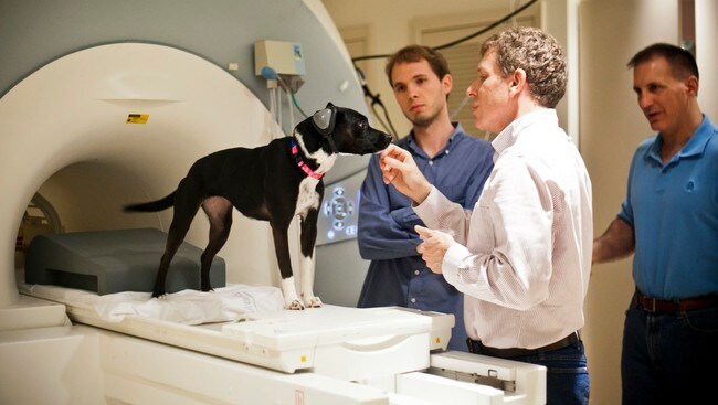 Hunden Callie i fMRI-skanneren (Foto: Emory University/Bryan Meltz) Hunden Callie i fMRI-skanneren (Foto: Emory University/Bryan Meltz)