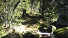 Siddistien går gjennom Sondalsfjell naturreservat
