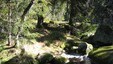 Siddistien går gjennom Sondalsfjell naturreservat