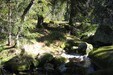Siddistien går gjennom Sondalsfjell naturreservat