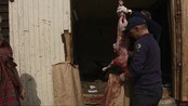 Ulv har tatt sau - Etter å ha obdusert de døde lammene i Sunndal er konklusjonen klar. Det er ulv som har vært på ferde. 