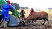 Berga 14-taggar frå døden - 14-taggaren på desperat jakt etter mat, sette seg fast i sauegjerdet.