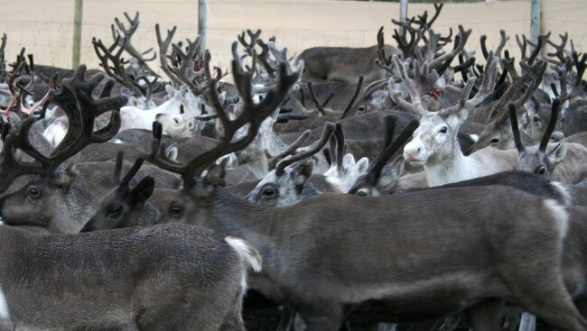 Reinflokk i Finnmark (Foto: Eilif Aslaksen/NRK) Reinflokk i Finnmark (Foto: Eilif Aslaksen/NRK)