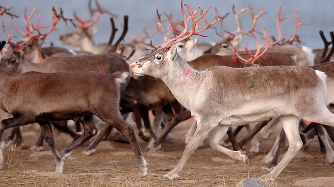 Reinflokk (Foto: Knut-Sverre Horn)