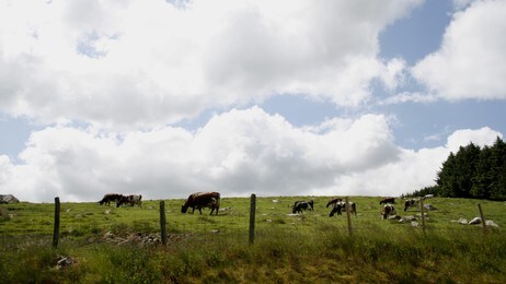 Kyr på beite (Foto: Gunnar Morsund/NRK) Kyr på beite (Foto: Gunnar Morsund/NRK)