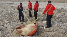 Drepte en og skadet fire (Foto: Sysselmannen på Svalbard) Drepte en og skadet fire (Foto: Sysselmannen på Svalbard)