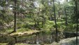 Stille skogstjern