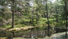 Stille skogstjern