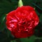 Pion - Paeonia Lactiflora 
