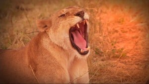 Midt i naturen: Uganda 4:4