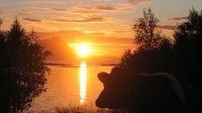 Kvige nyter midnattssola på Mortenstrand i Steigen (Foto: Ove Strand)