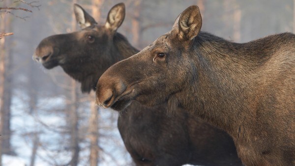 Ut i naturen: Elgsplosjonen