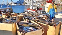 Tom Robertsen på garnbåten “Eva-Sofie”er fornøyd med dagens fangst på 3000 kg.stor fin torsk.Fangste (Foto: Bjørnar Hansen) Tom Robertsen på garnbåten “Eva-Sofie”er fornøyd med dagens fangst på 3000 kg.stor fin torsk.Fangste (Foto: Bjørnar Hansen)