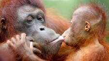 ORANGUTANG (Foto: Wong Maye-e/AP) ORANGUTANG (Foto: Wong Maye-e/AP)