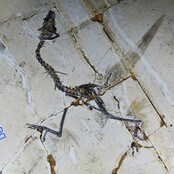 Sapeornis, utdødd fugl med fire vinger (NTB Scanpix) Sapeornis, utdødd fugl med fire vinger (NTB Scanpix)