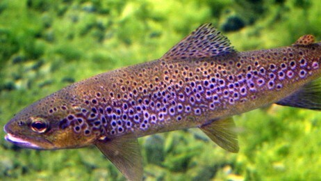 Ørret (Salmo trutta) (Foto: Rainer Prang/NRK) Ørret (Salmo trutta) (Foto: Rainer Prang/NRK)