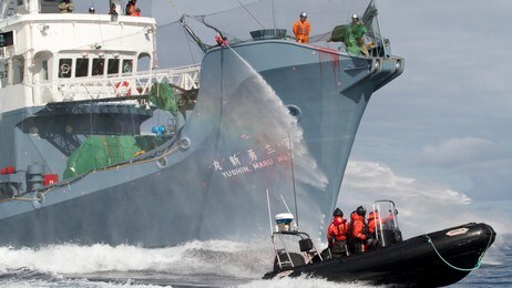 Det japanske hvalfangstskipet Yushim Maru no. 3 bruker vannkanoner mot aktivister fra Sea Shepherd (Foto: Gary Stokes/Sea Shepherd/Reuters) Det japanske hvalfangstskipet Yushim Maru no. 3 bruker vannkanoner mot aktivister fra Sea Shepherd (Foto: Gary Stokes/Sea Shepherd/Reuters)