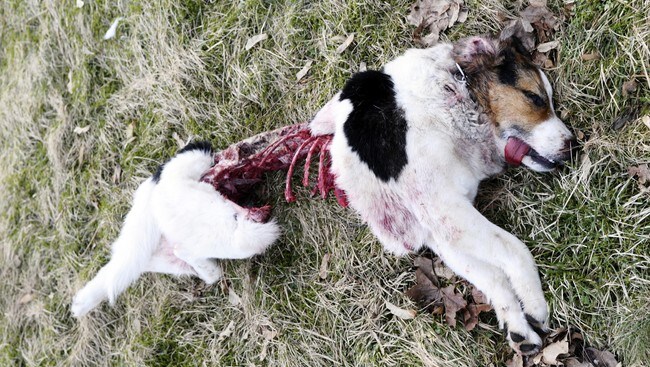 Hund drept av ulv (Foto: Tom R. Andreassen, Halden Arbeiderblad)