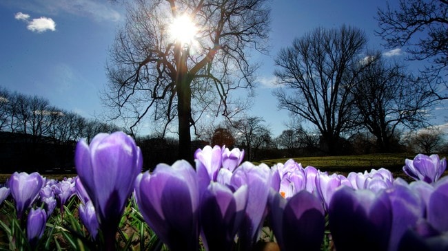 Botanisk hage på Tøyen (Foto: Åserud, Lise/SCANPIX) Botanisk hage på Tøyen (Foto: Åserud, Lise/SCANPIX)