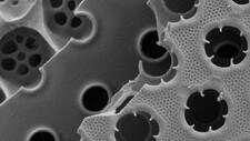 Coscinodiscus wailesii (Foto: Anita Fossdal/Sintef Materialer og kjemi)
