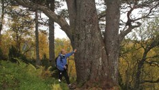 Norges tjukkeste bartre - omkrets: 5,98 meter.