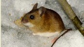 Mus (Foto: Steinar Bauge)