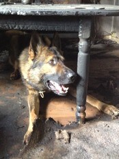 Politihunden Kaos (Foto: Tonje Grimstad/NRK) Politihunden Kaos (Foto: Tonje Grimstad/NRK)