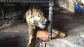 Politihunden Kaos