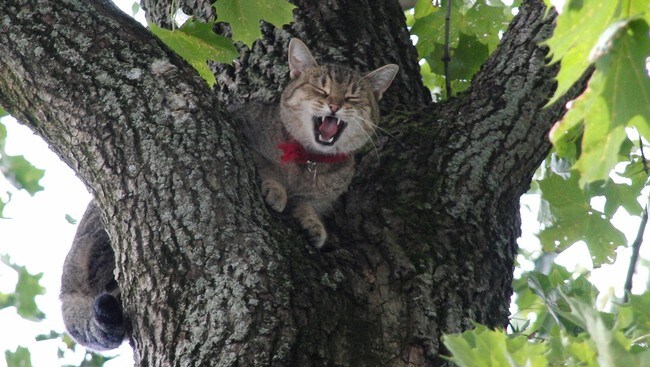 Misfornøyd katt (Foto: Erik Engen/NRK)