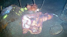 Slimorm (Foto: Henry Kaiser, National Science Foundation/Wikimedia Commons)
