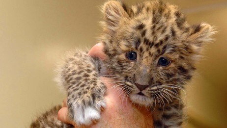 Amur Leopard (Foto: Chris Todd/AP) Amur Leopard (Foto: Chris Todd/AP)