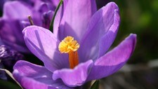 Krokus (Foto: Hallstein Dvergsdal)