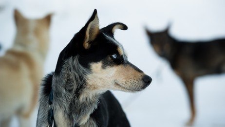 Alaska husky (Foto: Knut-Sverre Horn) Alaska husky (Foto: Knut-Sverre Horn)