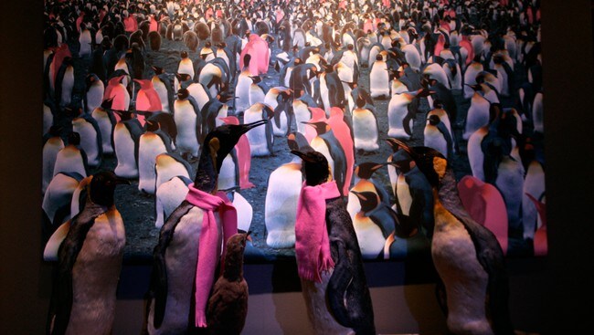 Pingvinflokk (Foto: Sigurdsøn, Bjørn/SCANPIX) Pingvinflokk (Foto: Sigurdsøn, Bjørn/SCANPIX)