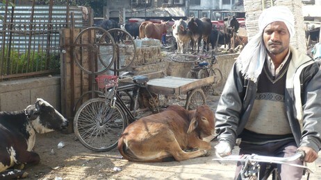 Kuer i New Delhi, India (Foto: Joar Hoel Larsen/NRK)