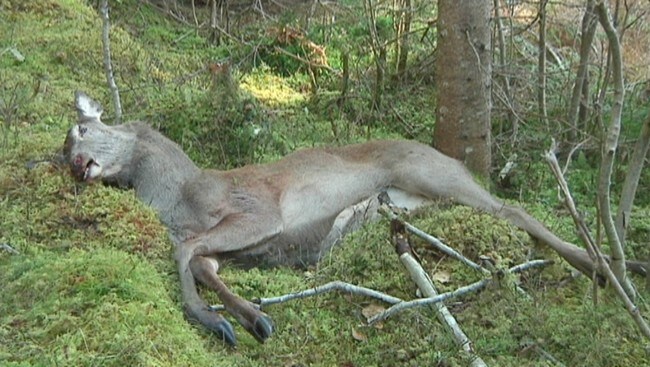 Hjort (Foto: Eirik Haukenes/NRK)
