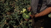 Broccolibonde -  Det er rekordår for brokkoli i Østfold i år. Produsentene sier at avlingene er doblet fra i fjor, og det er på Jeløya i Moss at det meste blir dyrket.
