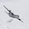 Det savnede flyet er et C-130J Hercules-fly som bare er mellom to og fire år gammelt, og det skal være utrustet med toppmoderne teknologi.