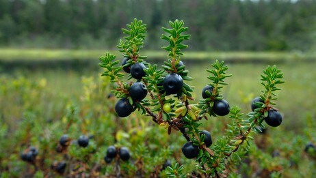 krekling i landskap (Foto: Finn Michelsen/ Den Norske Turistforening) krekling i landskap (Foto: Finn Michelsen/ Den Norske Turistforening)