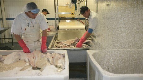 Salting av klippfisk (Foto: Med tillatelse frå Jacob Bjørge AS) Salting av klippfisk (Foto: Med tillatelse frå Jacob Bjørge AS)