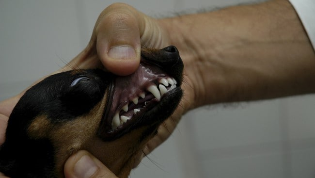 Veterinær sjekker tennene til en hund (Foto: colourbox.com) Veterinær sjekker tennene til en hund (Foto: colourbox.com)