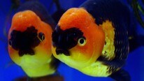 Gullfisk (Foto: SAM YEH/AFP)