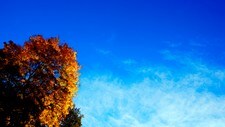 Høstblader og blå himmel (Foto: Scanpix)