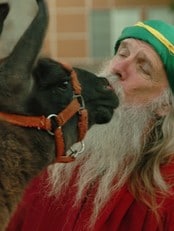 Mann kysser lama (Foto: John McCoy/AP) Mann kysser lama (Foto: John McCoy/AP)